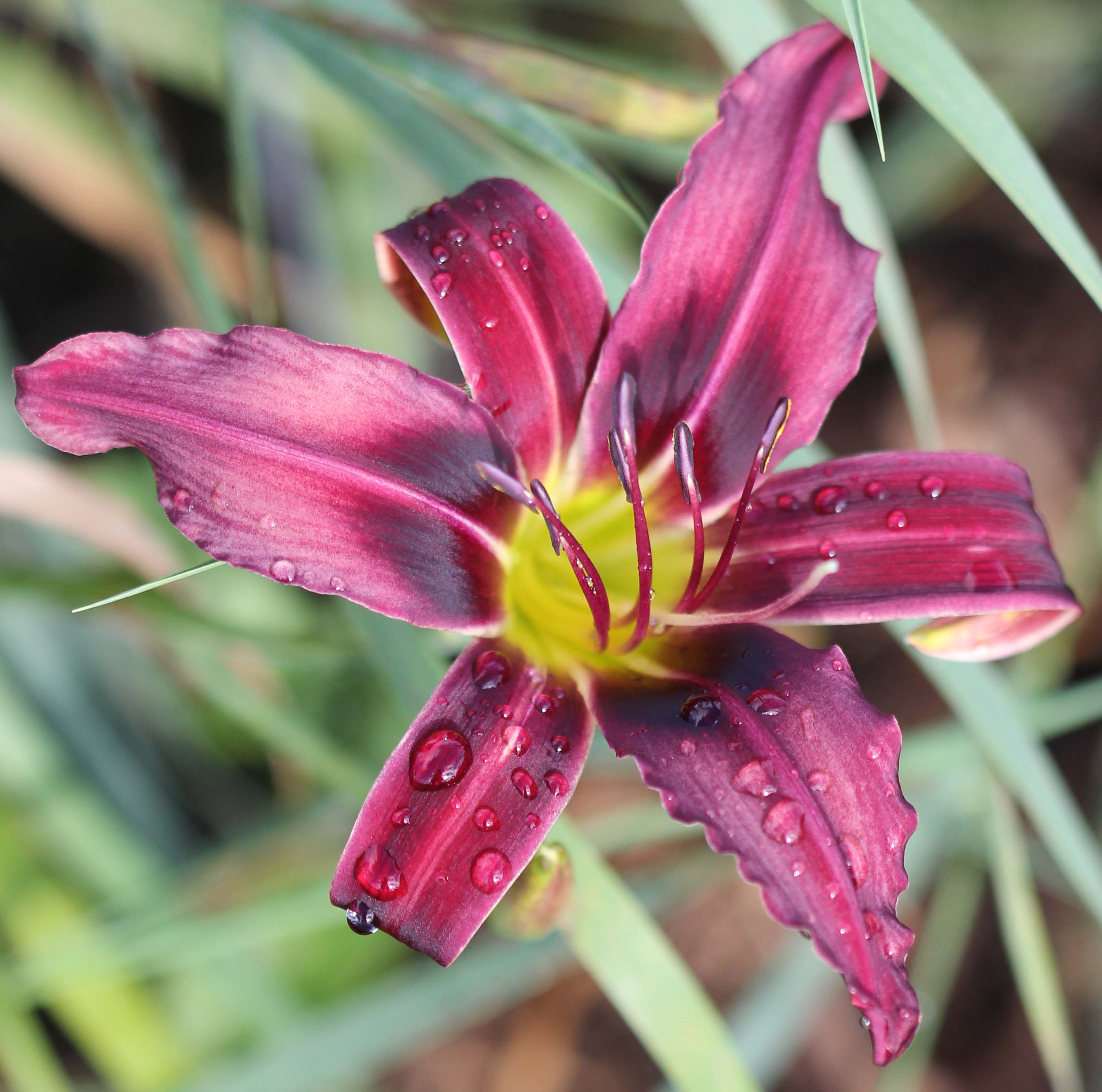 Purple Grasshopper